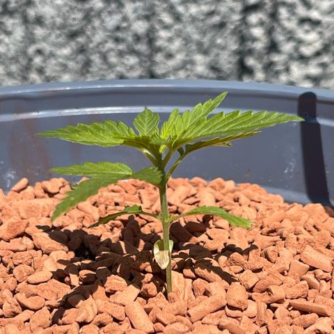 Queen  growlog timeline photo