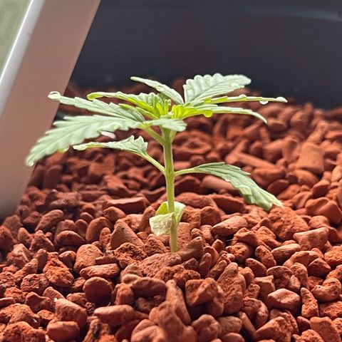 Queen  growlog timeline photo