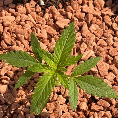 Queen  growlog timeline photo