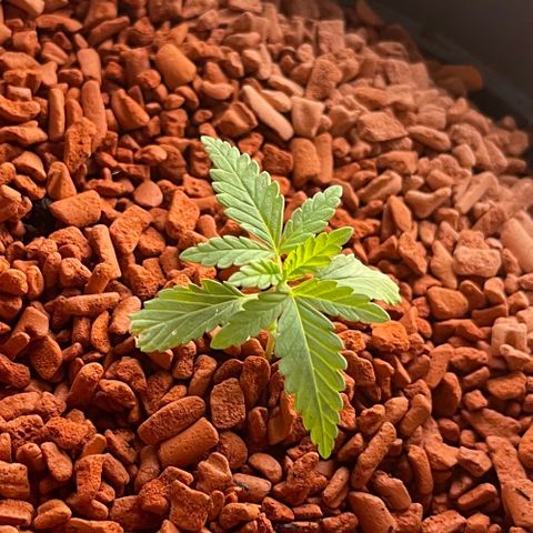 Queen  growlog timeline photo