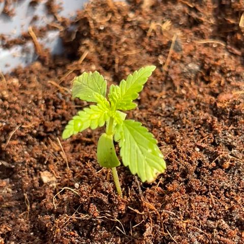Queen  growlog timeline photo