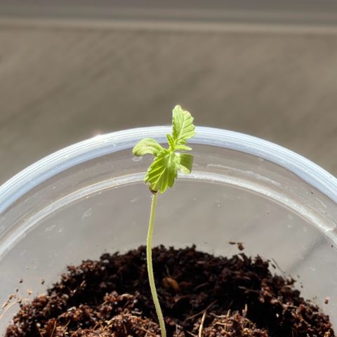 Queen  growlog timeline photo