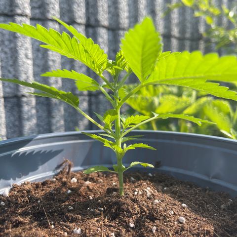 Queen  growlog timeline photo