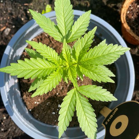 Queen  growlog timeline photo