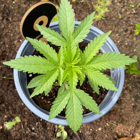 Queen  growlog timeline photo