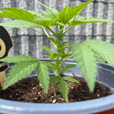Queen  growlog timeline photo