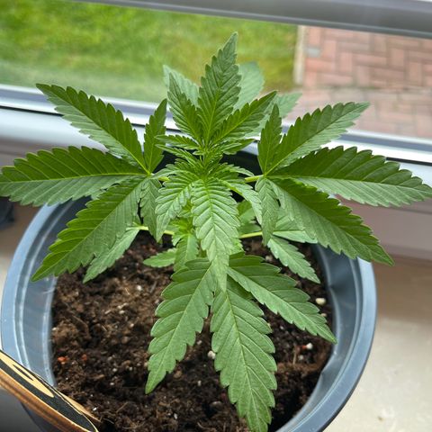 Queen  growlog timeline photo