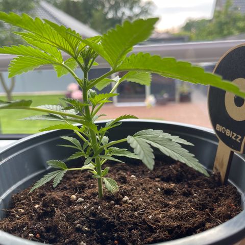 Queen  growlog timeline photo