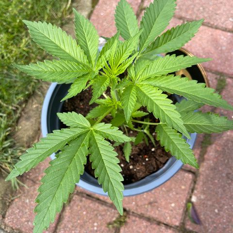 Queen  growlog timeline photo