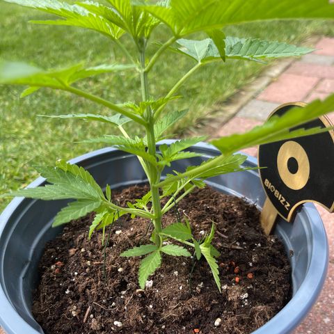 Queen  growlog timeline photo