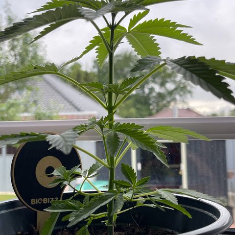 Queen  growlog timeline photo