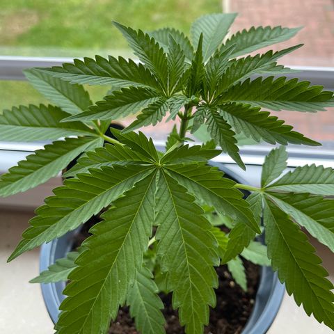 Queen  growlog timeline photo