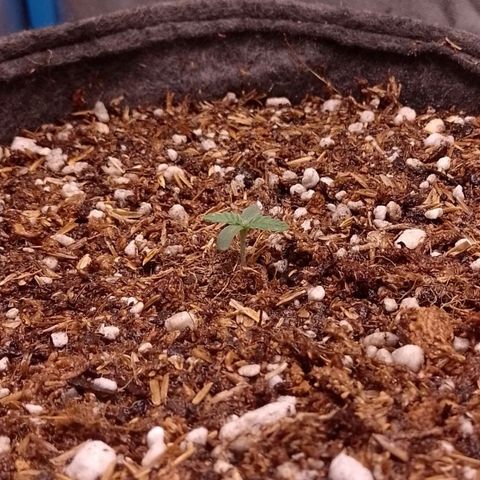 Negra 44 growlog photo: Micorrizas/ sustrato hasta casi los cotiledones.