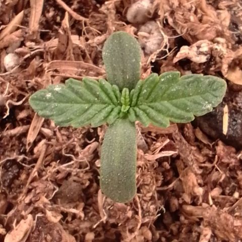 Negra 44 growlog photo: Micorrizas/ sustrato hasta casi los cotiledones.