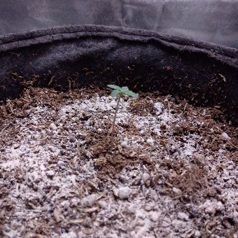Negra 44 growlog photo: Micorrizas/ sustrato hasta casi los cotiledones.