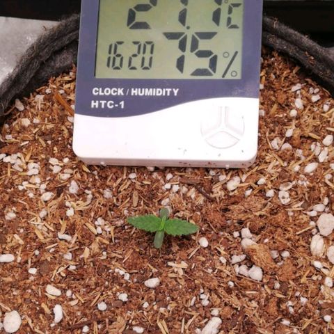 Negra 44 growlog timeline photo