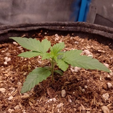 Negra 44 growlog photo: Crecimiento lento debido a el descuido en el riego.