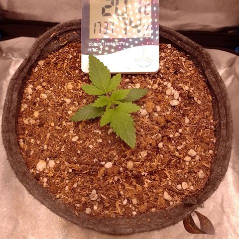 Negra 44 growlog photo: Crecimiento lento debido a el descuido en el riego.