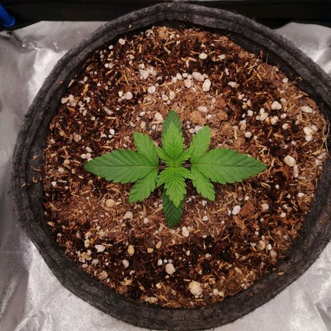 Negra 44 growlog timeline photo
