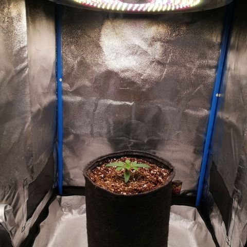 Negra 44 growlog timeline photo