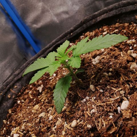 Negra 44 growlog timeline photo