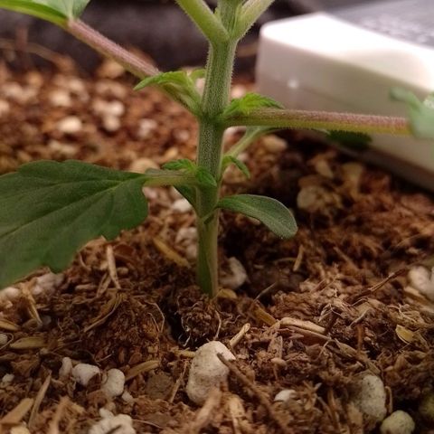 Negra 44 growlog timeline photo