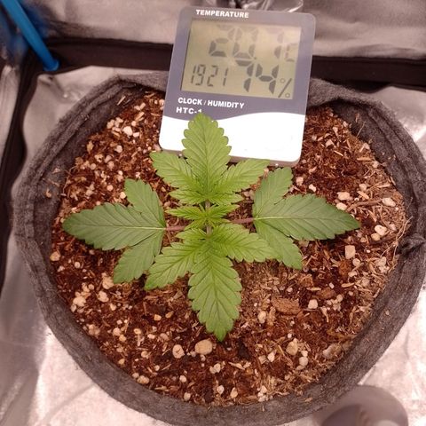 Negra 44 growlog timeline photo