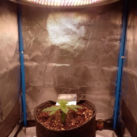 Negra 44 growlog timeline photo