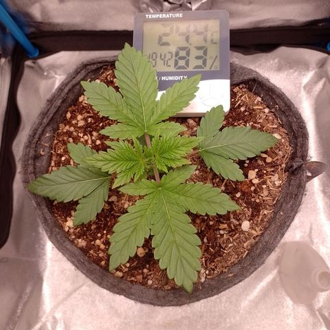 Negra 44 growlog timeline photo