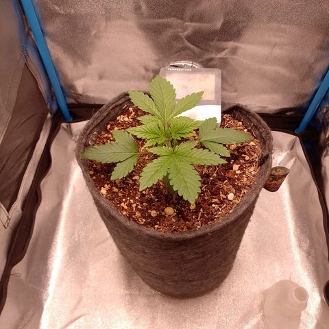 Negra 44 growlog timeline photo