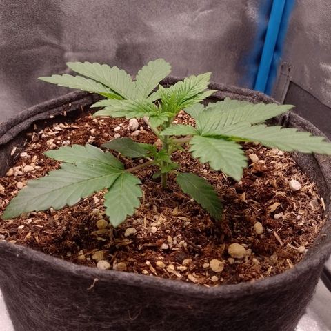Negra 44 growlog timeline photo