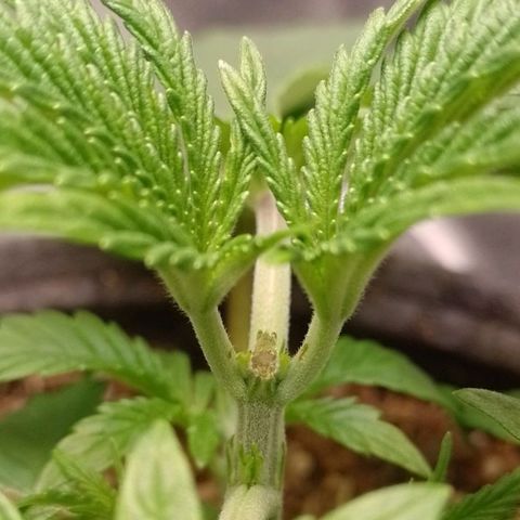 Negra 44 growlog timeline photo