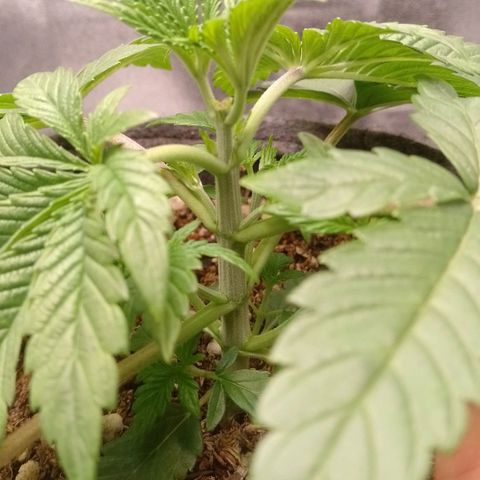 Negra 44 growlog timeline photo