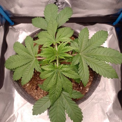 Negra 44 growlog timeline photo