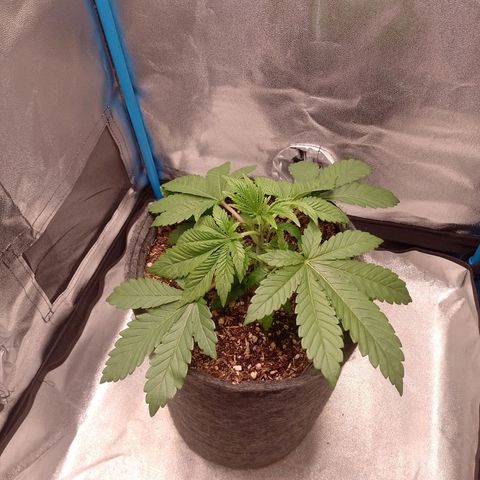 Negra 44 growlog timeline photo