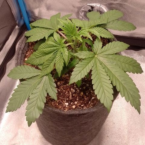 Negra 44 growlog timeline photo