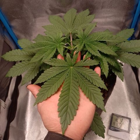 Negra 44 growlog timeline photo