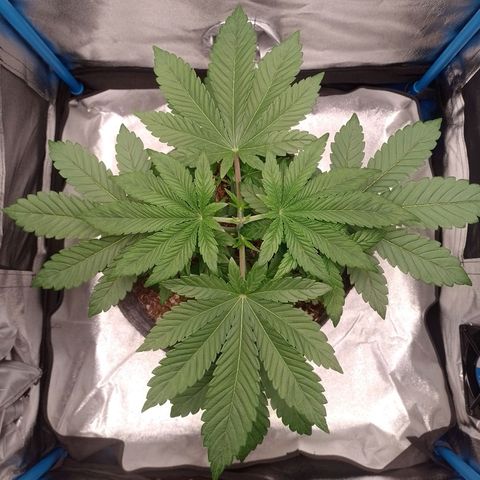 Negra 44 growlog timeline photo