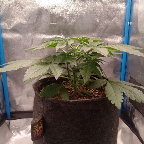 Negra 44 growlog timeline photo