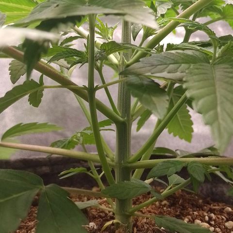 Negra 44 growlog timeline photo