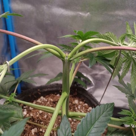 Negra 44 growlog photo: Lst