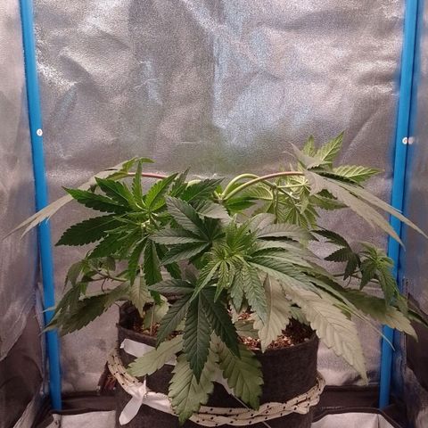 Negra 44 growlog photo: Lst