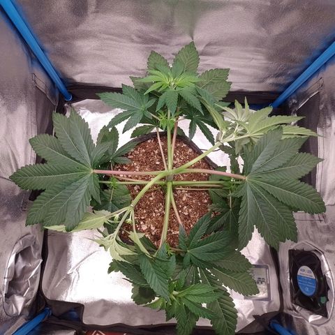 Negra 44 growlog photo: Lst
