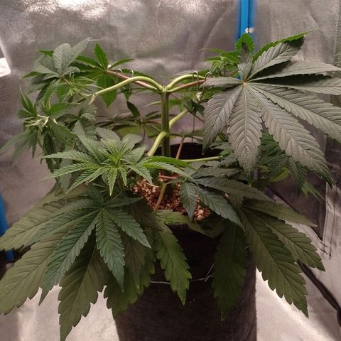 Negra 44 growlog timeline photo