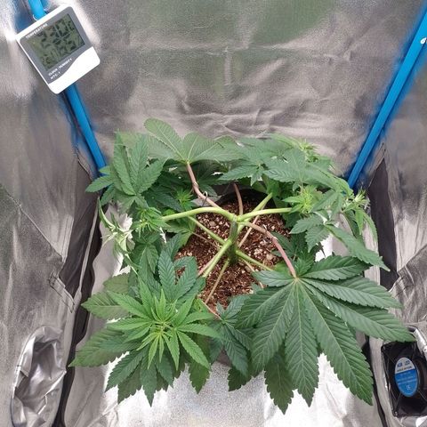 Negra 44 growlog timeline photo