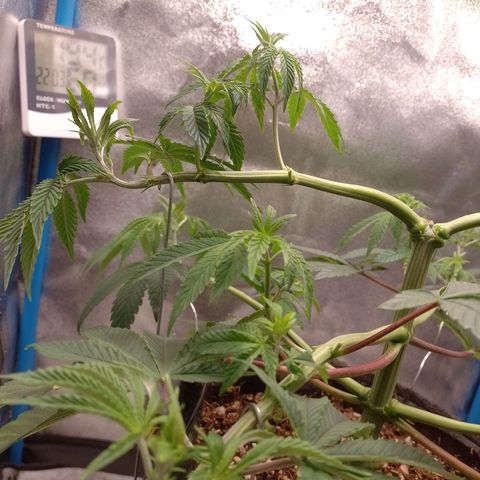 Negra 44 growlog timeline photo