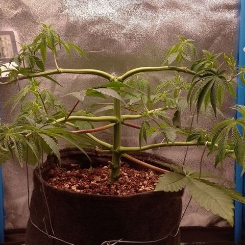Negra 44 growlog timeline photo