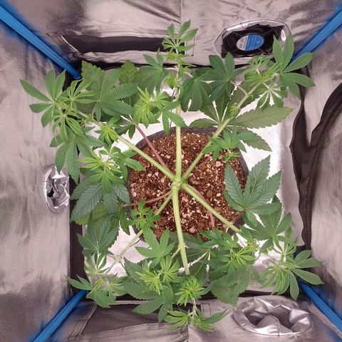 Negra 44 growlog timeline photo