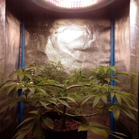 Negra 44 growlog timeline photo