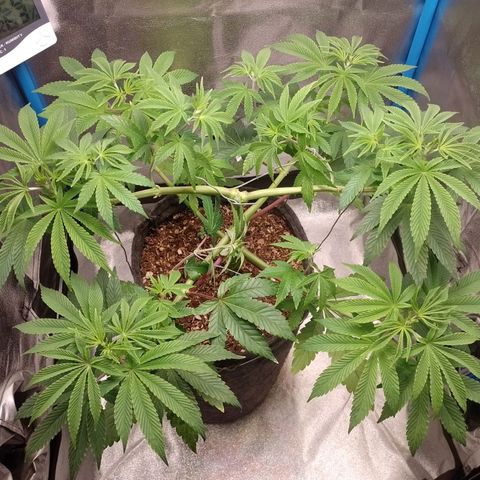 Negra 44 growlog timeline photo